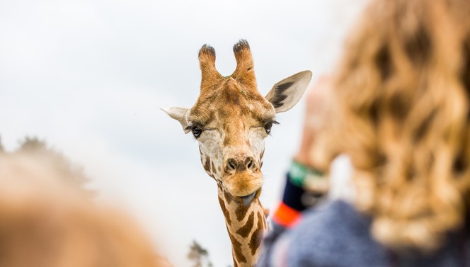 Hotel nearby safaripark Beekse Bergen